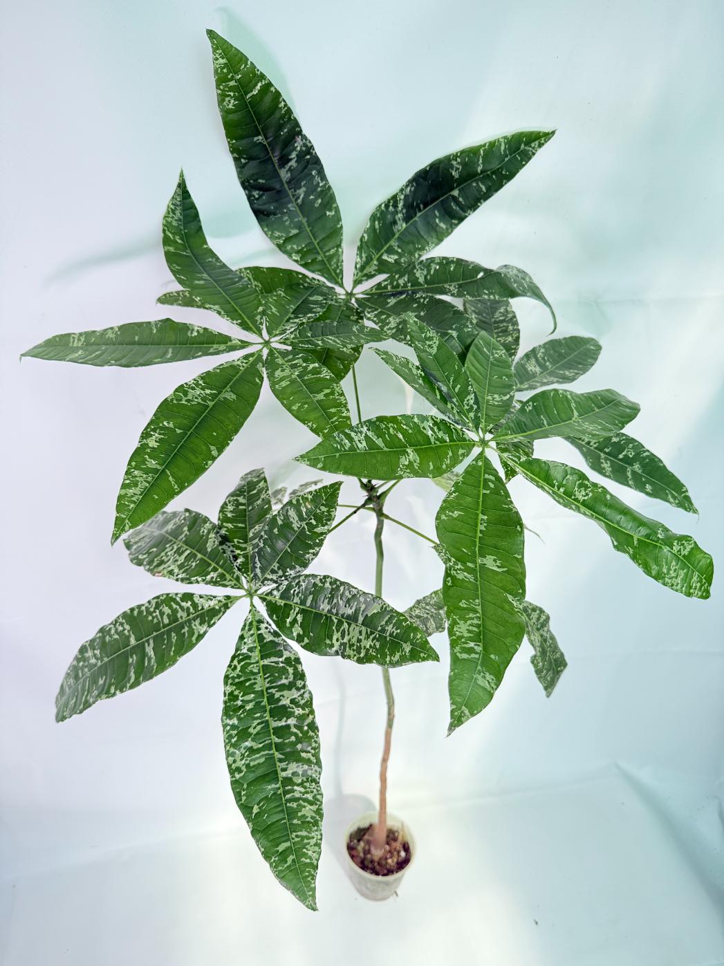 Pachira glabra milky way variegata XXL 01