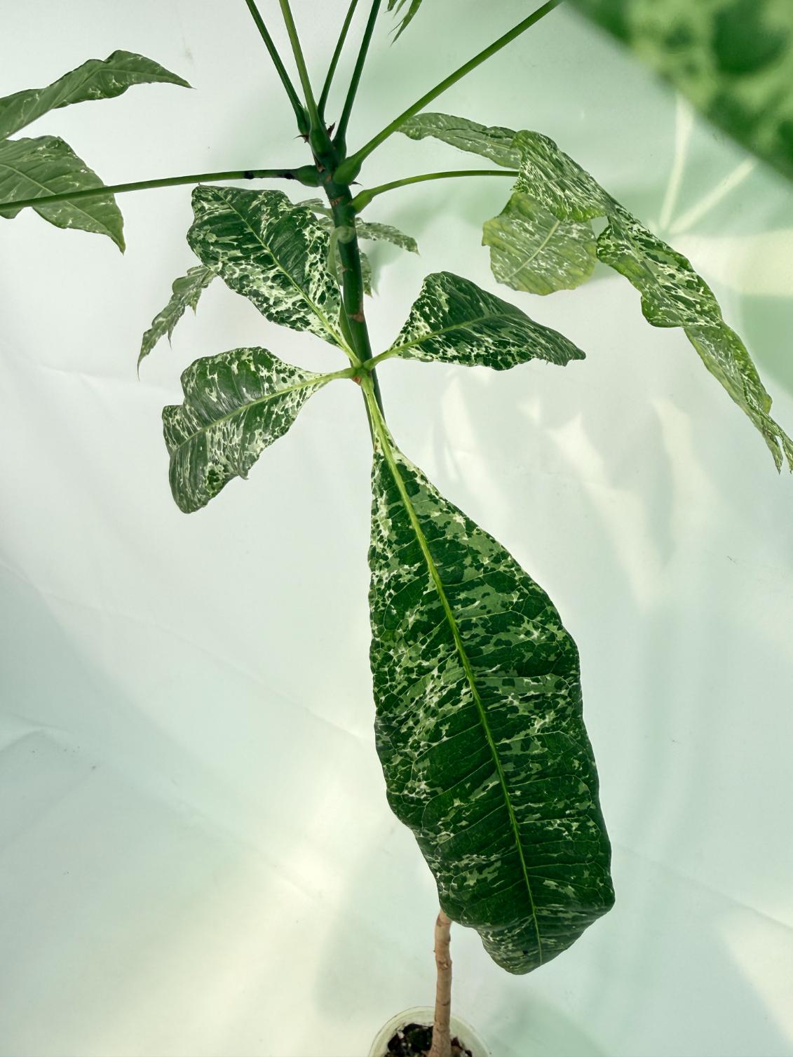 Pachira glabra milky way variegata XXL 07