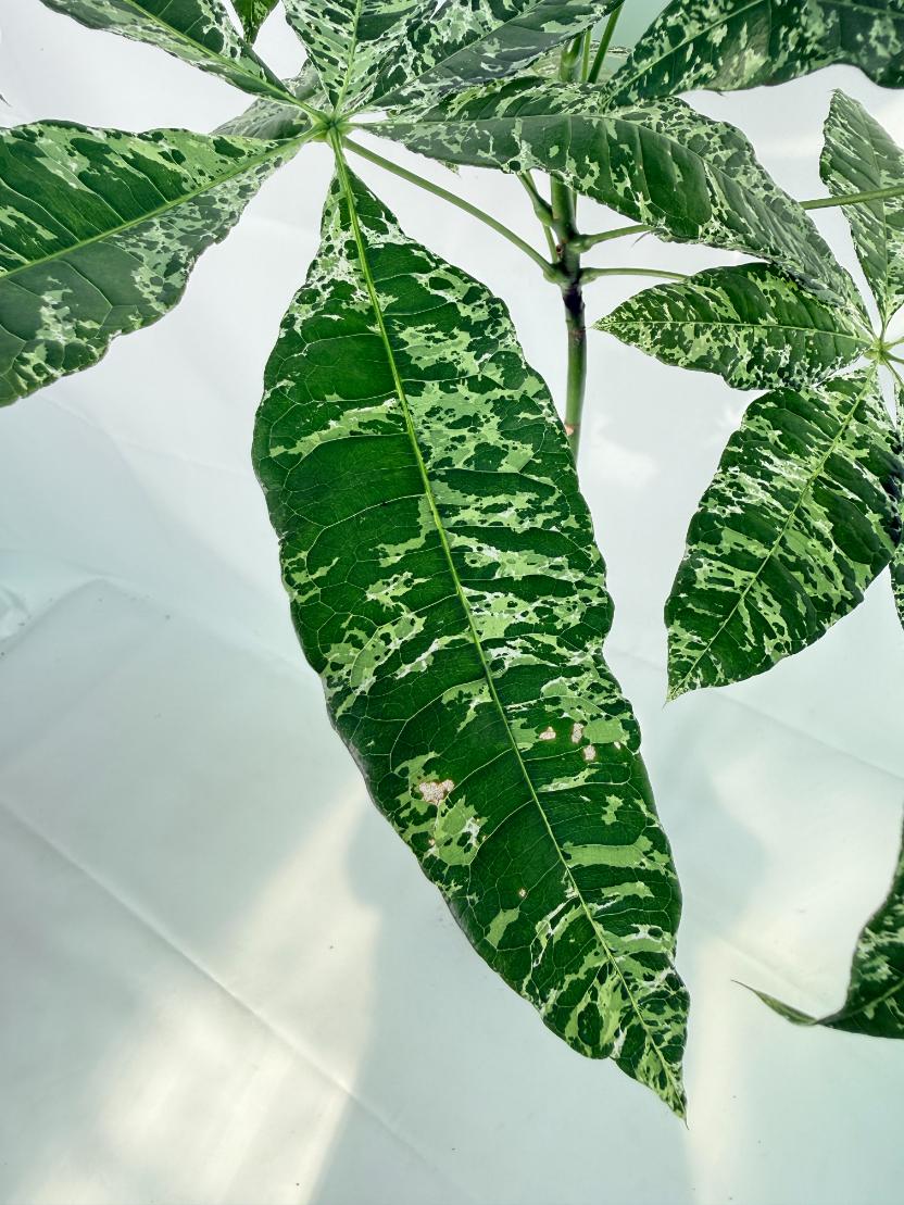Pachira glabra milky way variegata XXL 07