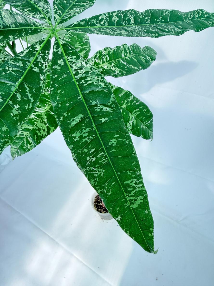 Pachira glabra milky way variegata XXL 08