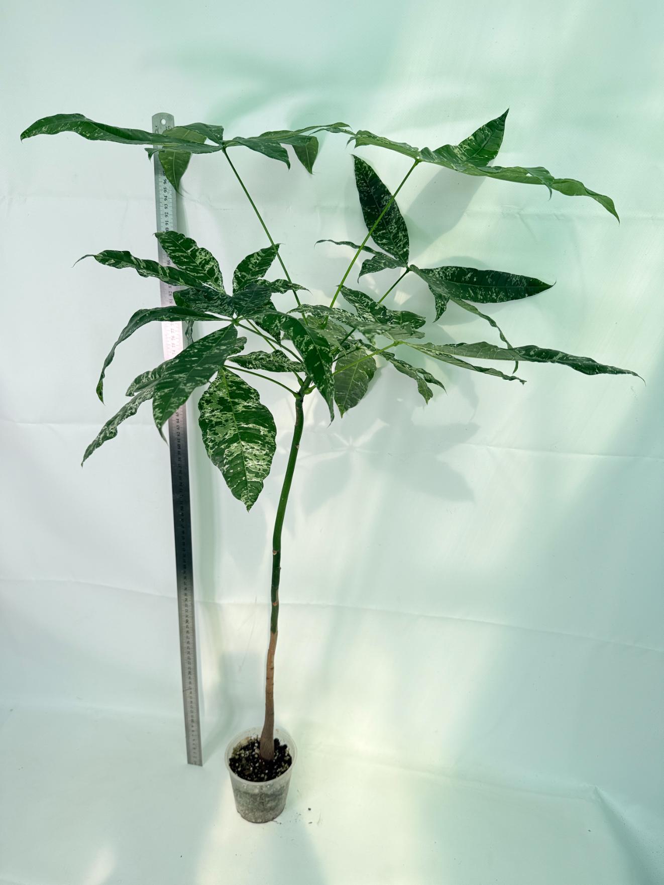 Pachira glabra milky way variegata XXL 02