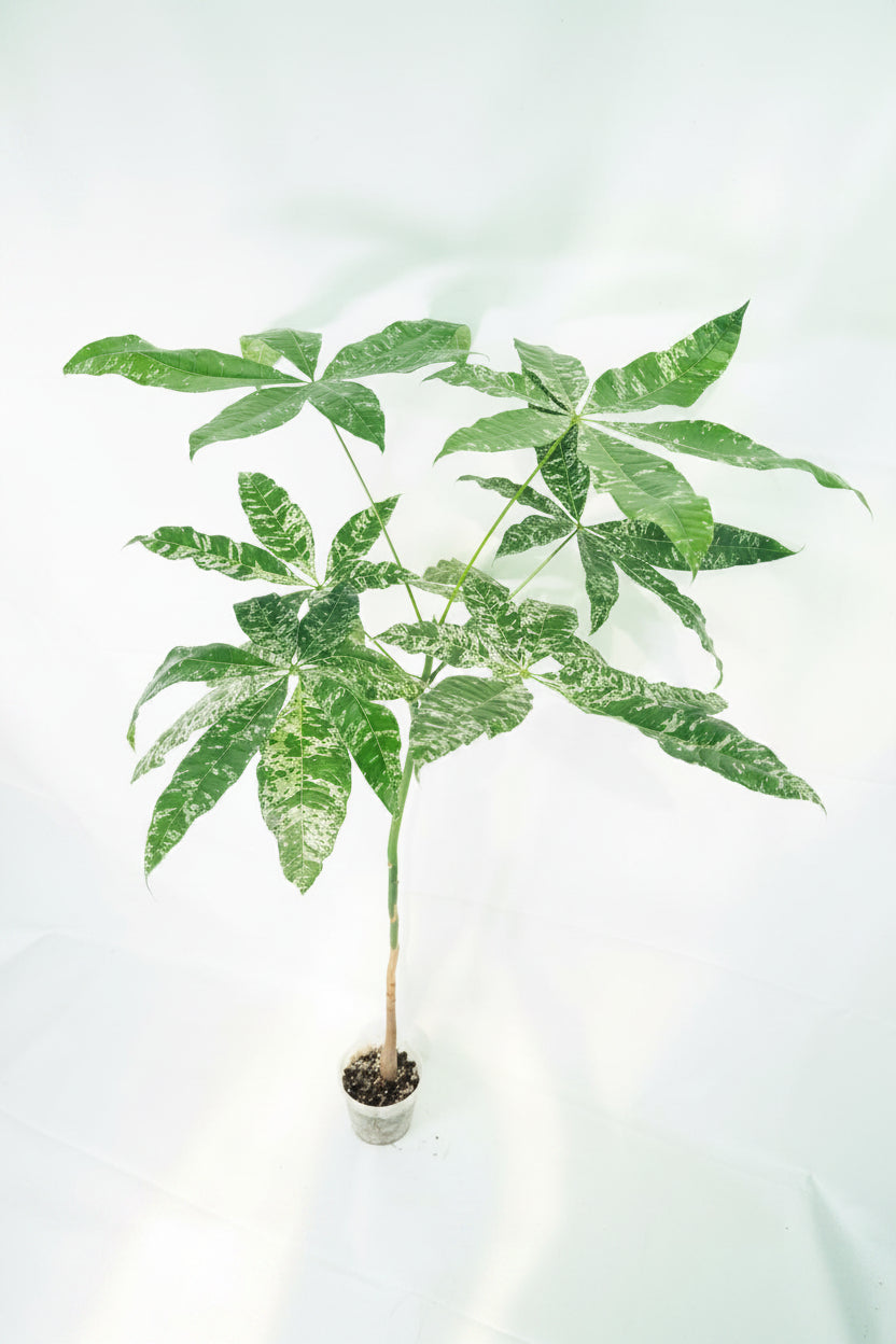 Pachira glabra milky way variegata XXL 01