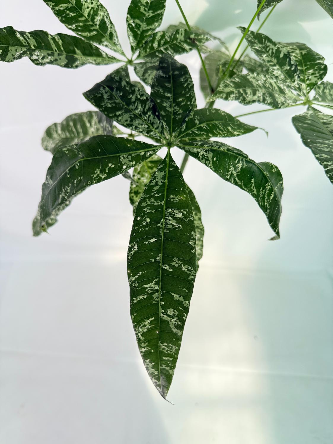 Pachira glabra milky way variegata XXL 03