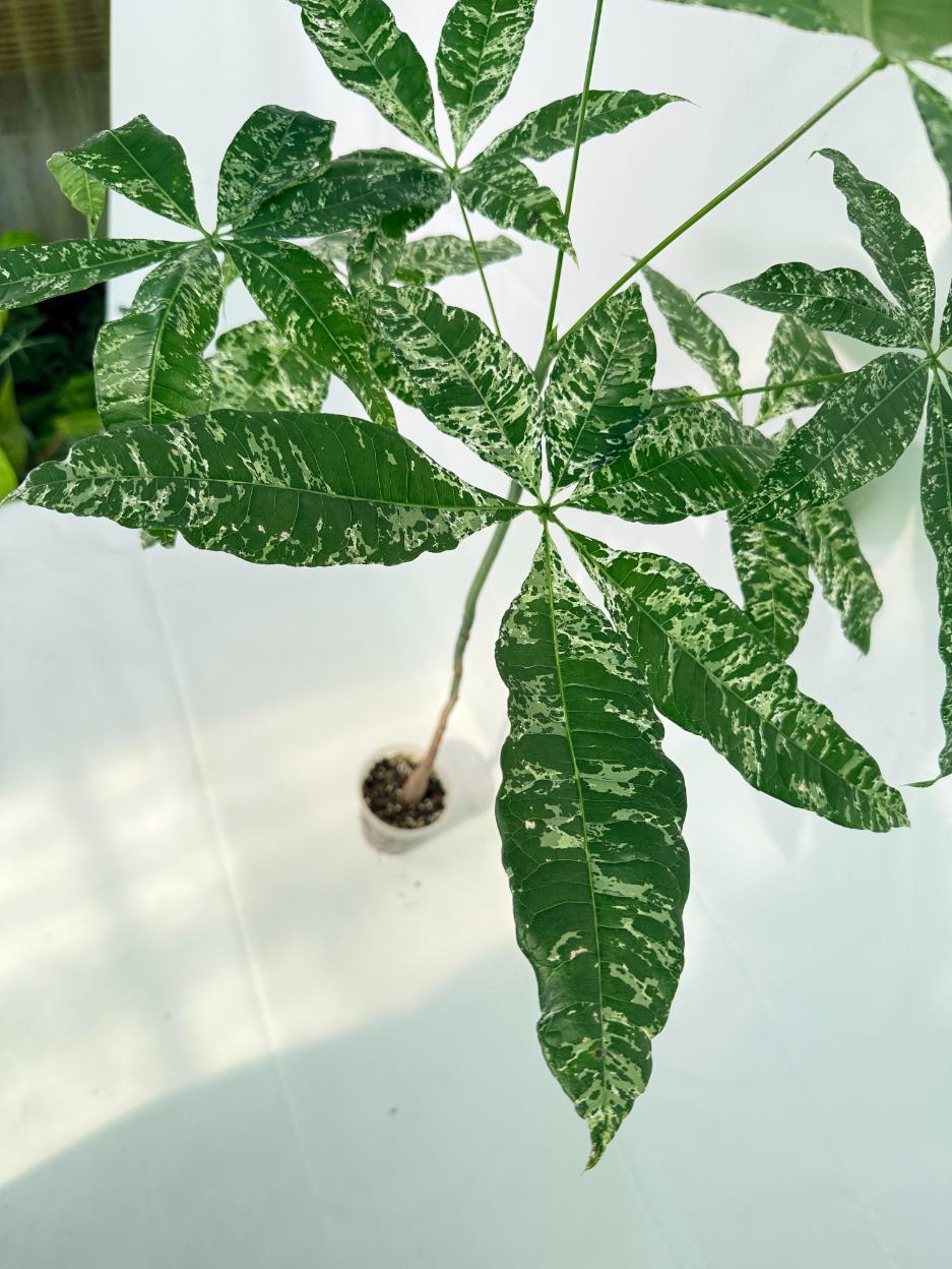 Pachira glabra milky way variegata XXL 04