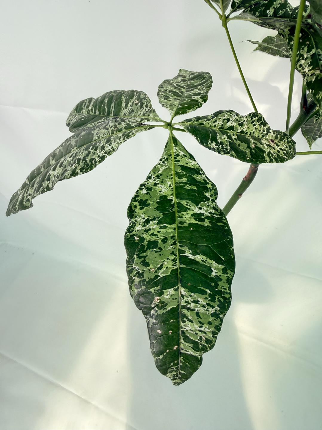 Pachira glabra milky way variegata XXL 05