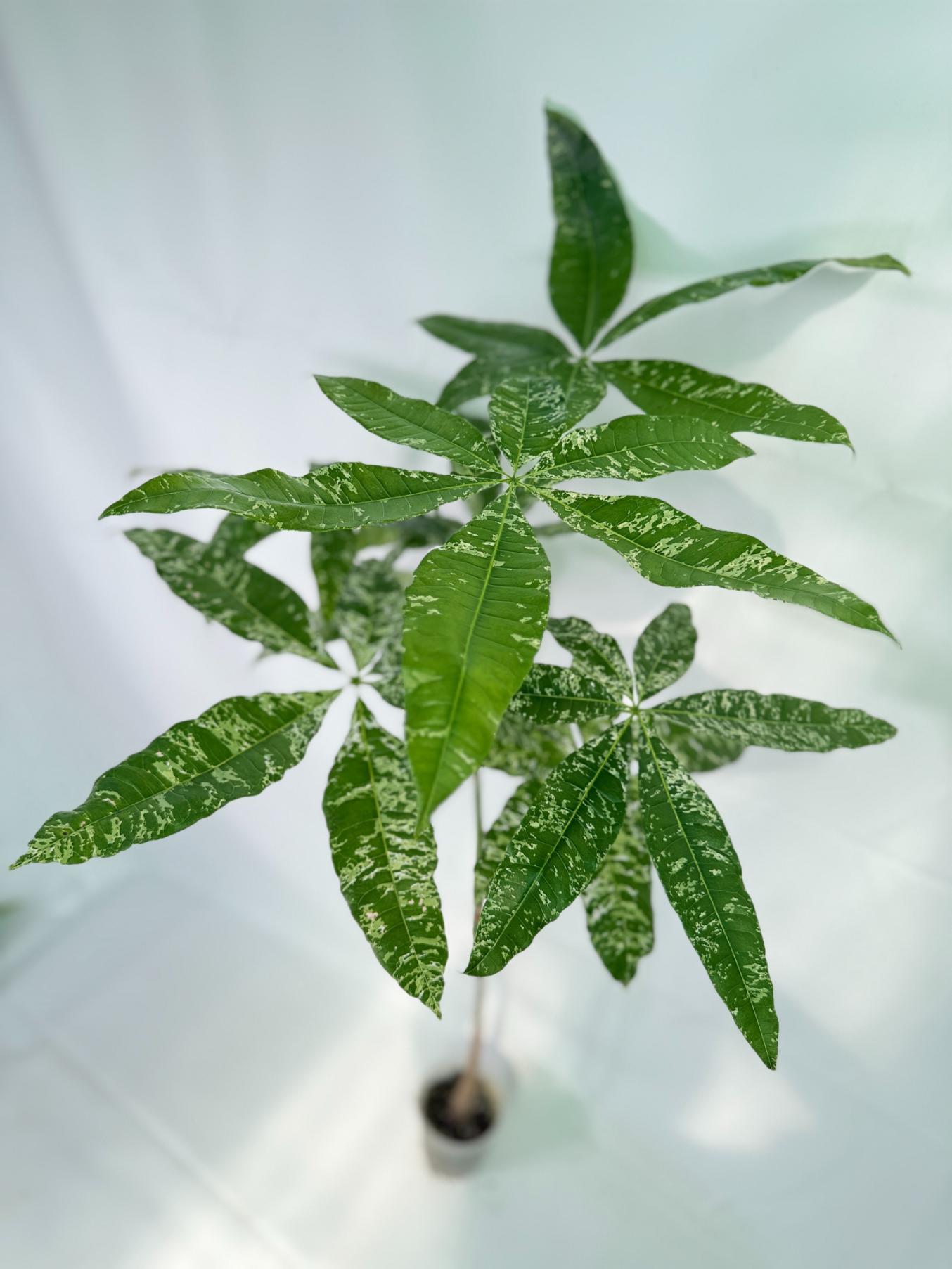 Pachira glabra milky way variegata XXL 06