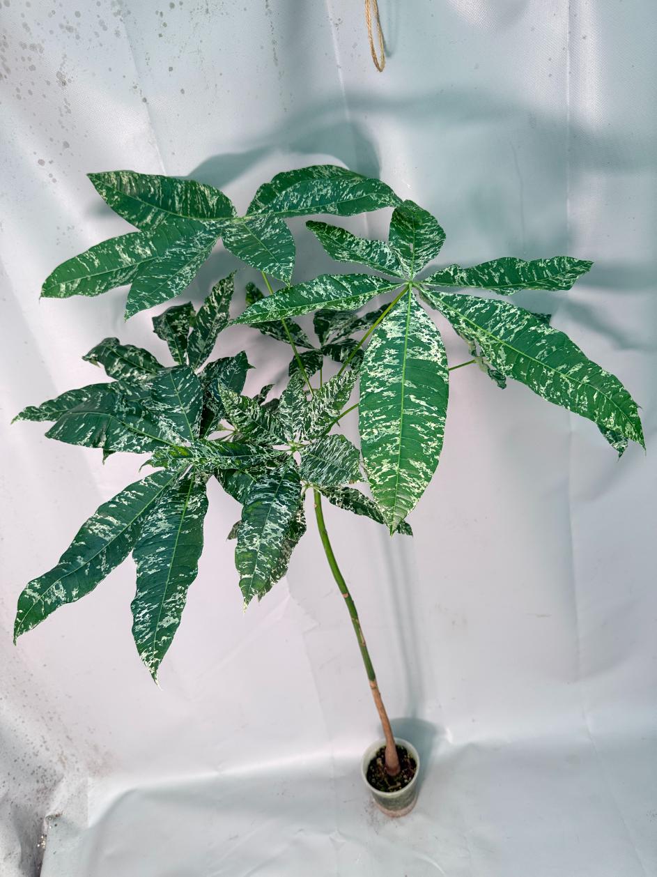 Pachira glabra milky way variegata 08