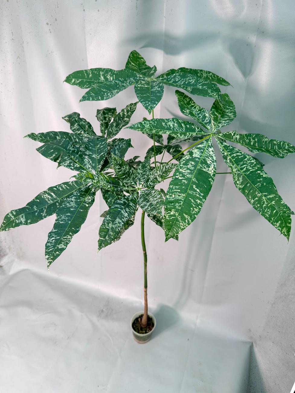 Pachira glabra milky way variegata 01