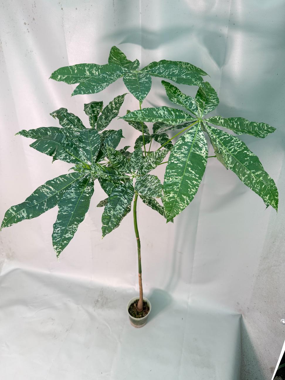 Pachira glabra milky way variegata 02