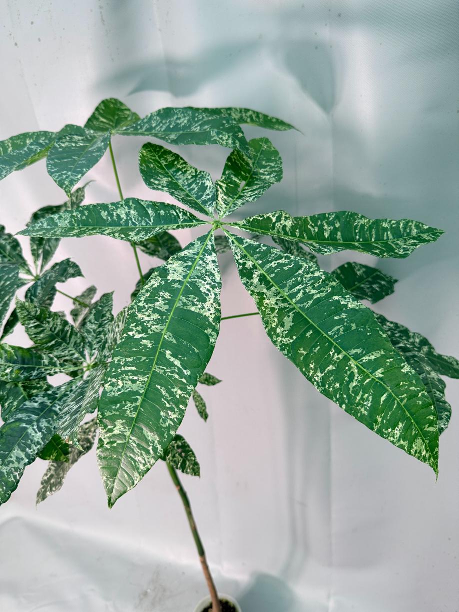 Pachira glabra milky way variegata 03