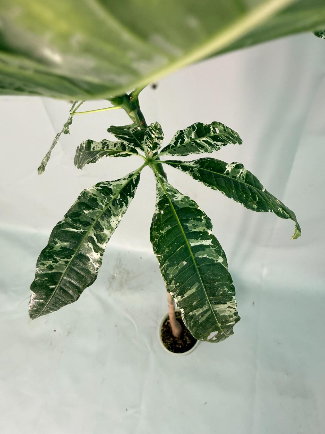 Pachira glabra milky way variegata 04