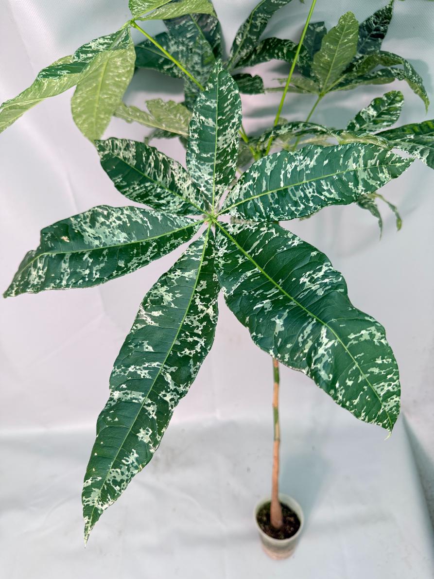 Pachira glabra milky way variegata 05