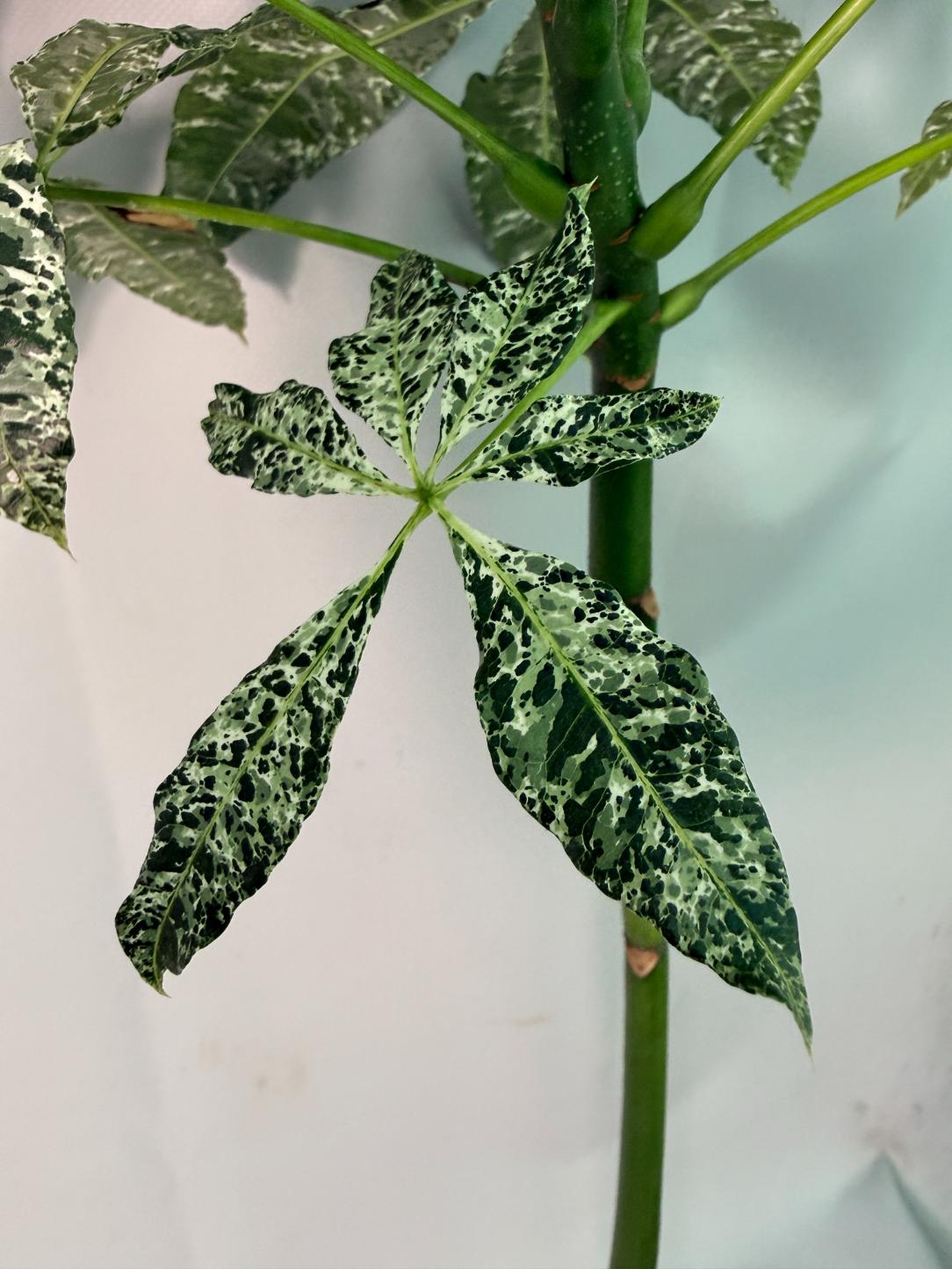 Pachira glabra milky way variegata 06
