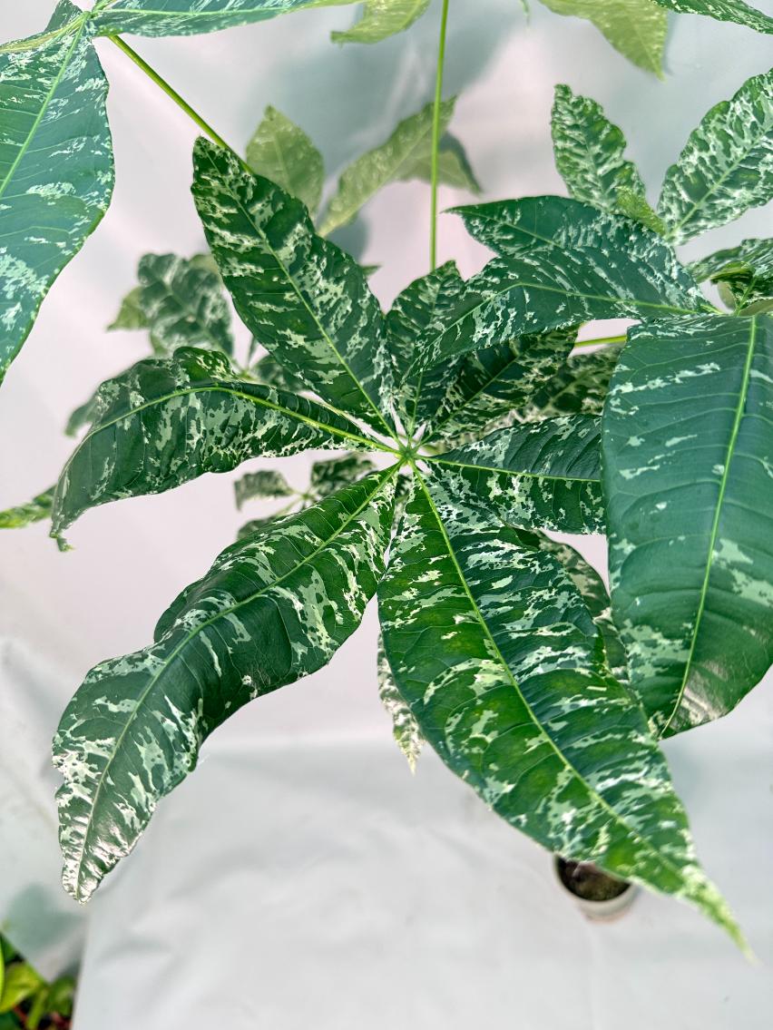 Pachira glabra milky way variegata 07