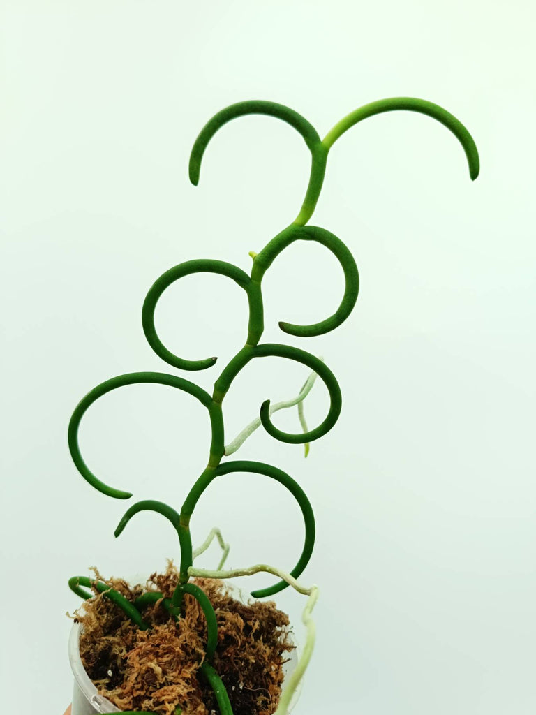 Papilionanthe teres var. 'Olympic rings'