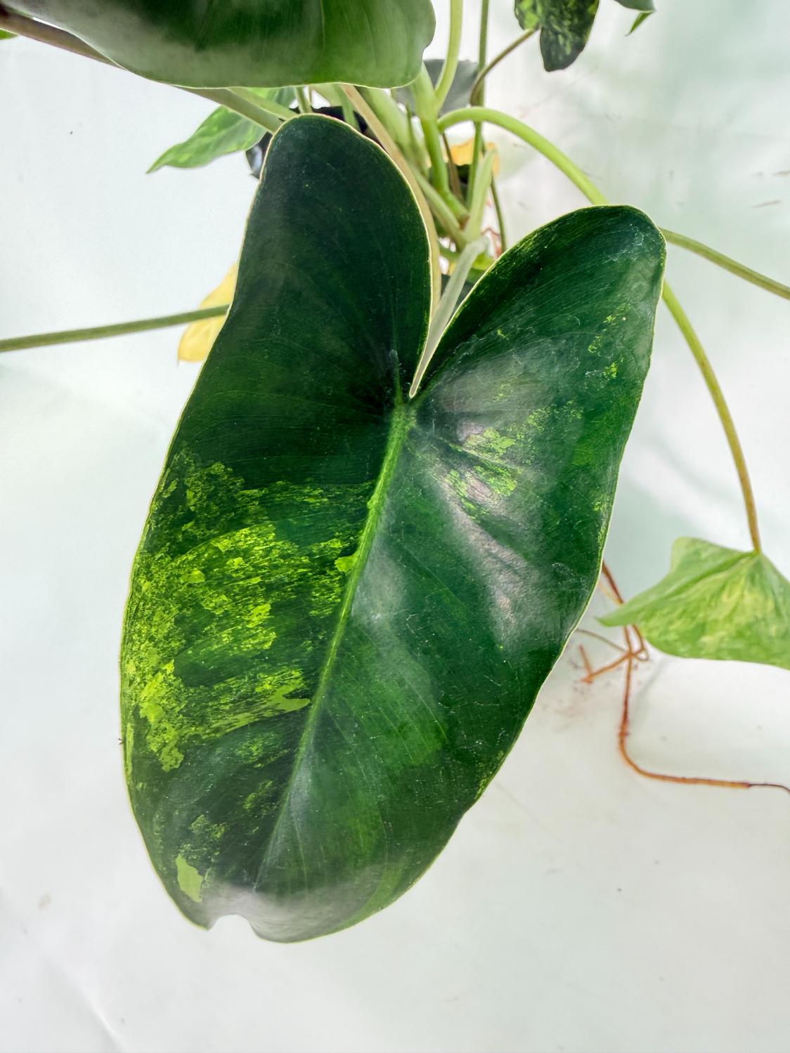 Philodendron Burle Marx Variegata 08