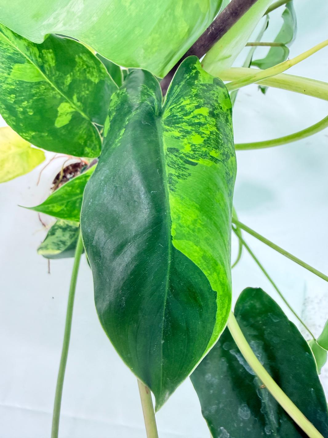 Philodendron Burle Marx Variegata 09