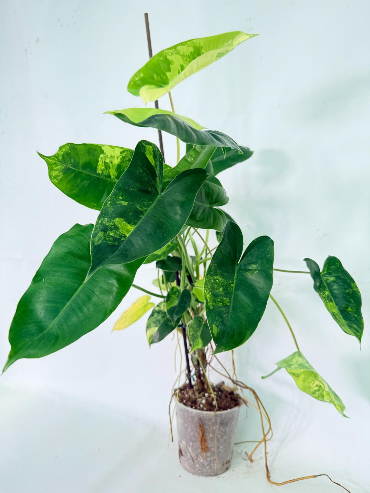 Philodendron Burle Marx Variegata 10