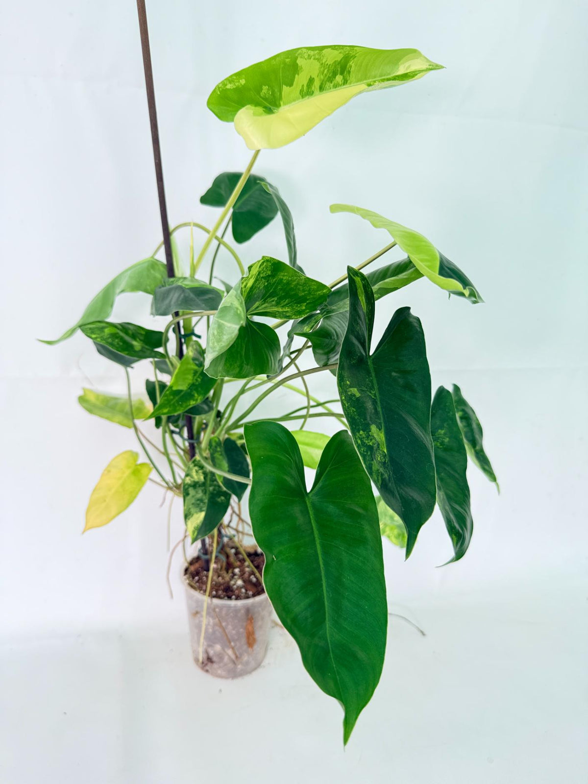 Philodendron Burle Marx Variegata 11