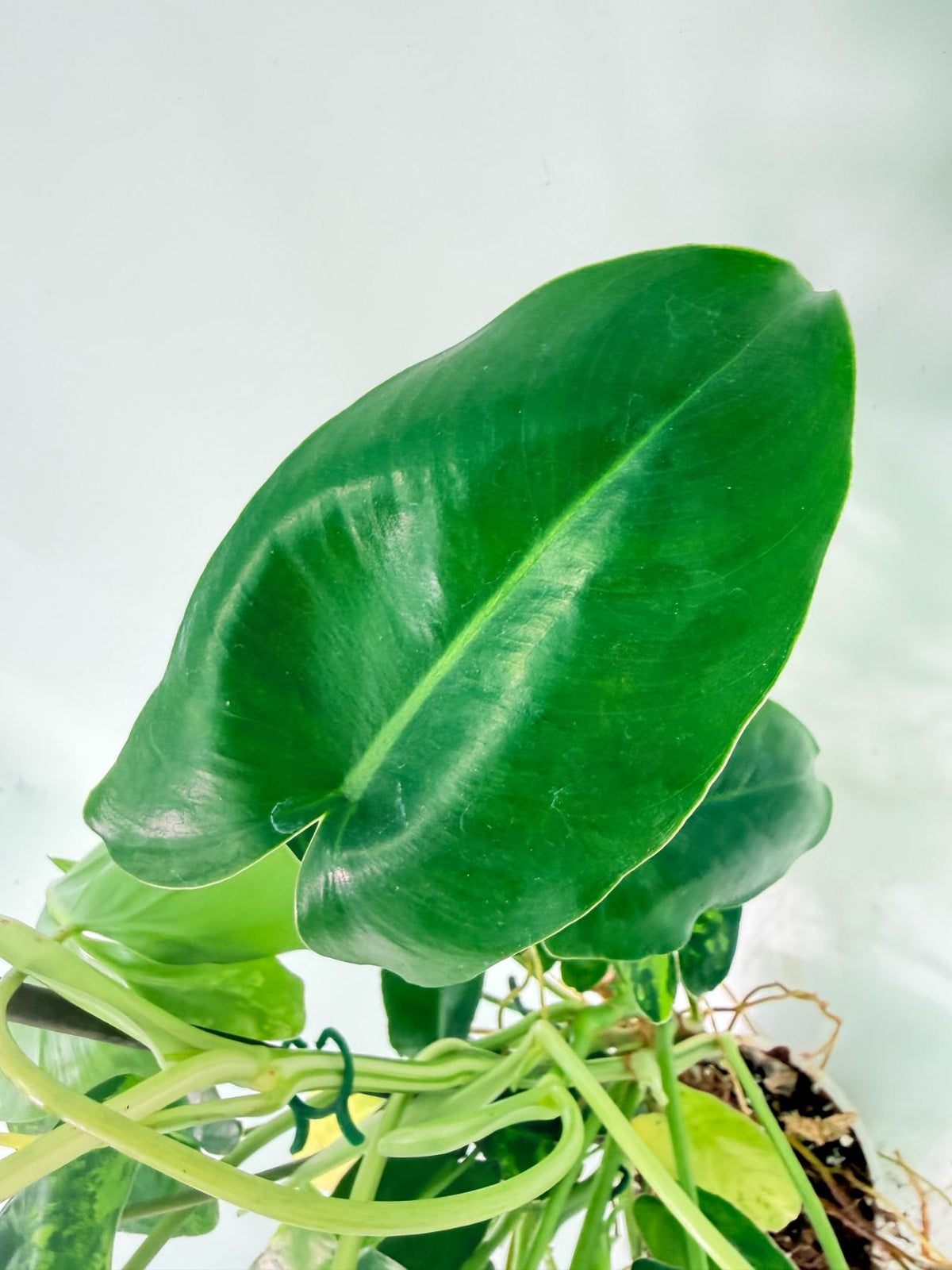 Philodendron Burle Marx Variegata 12