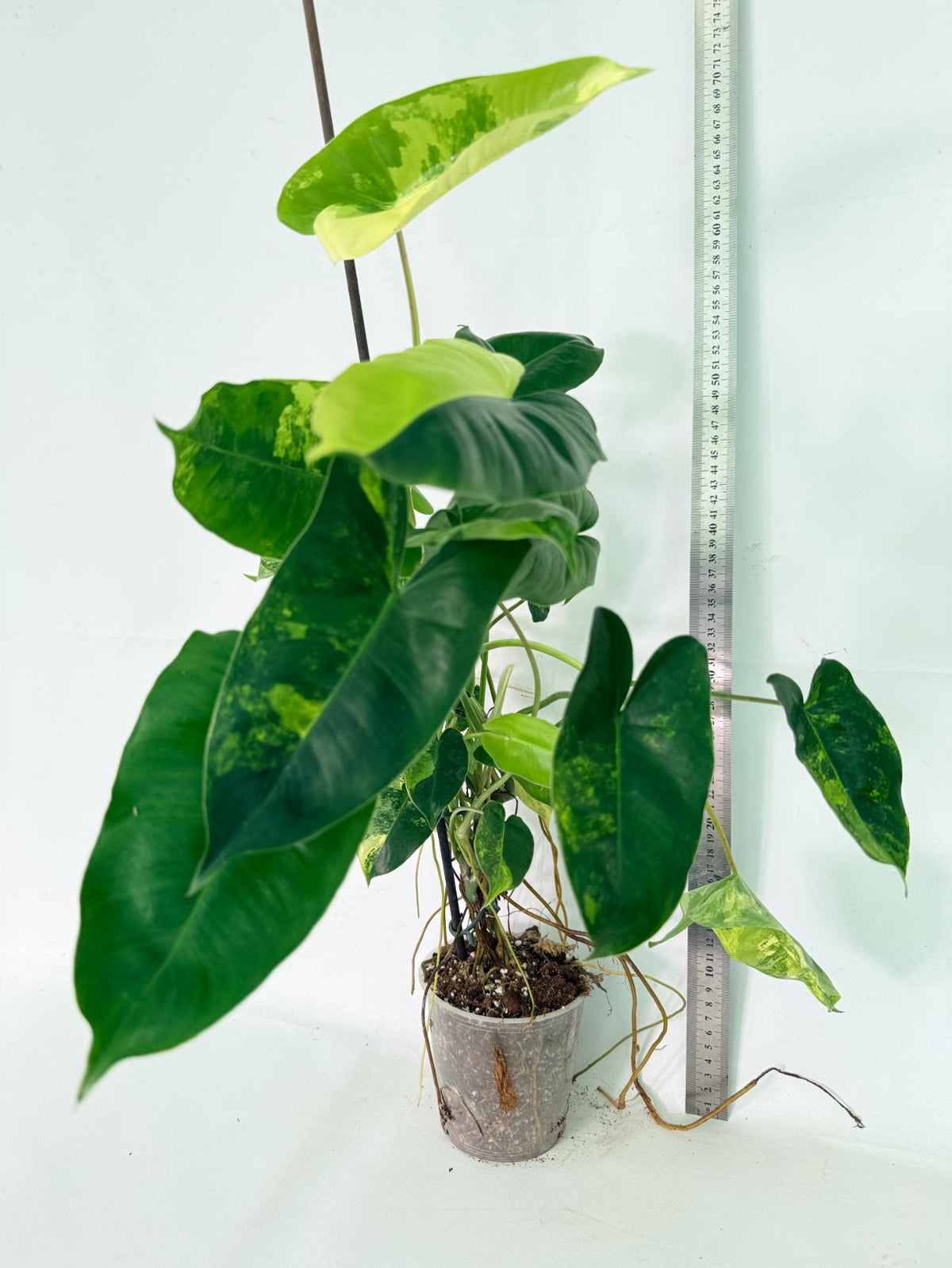 Philodendron Burle Marx Variegata 13