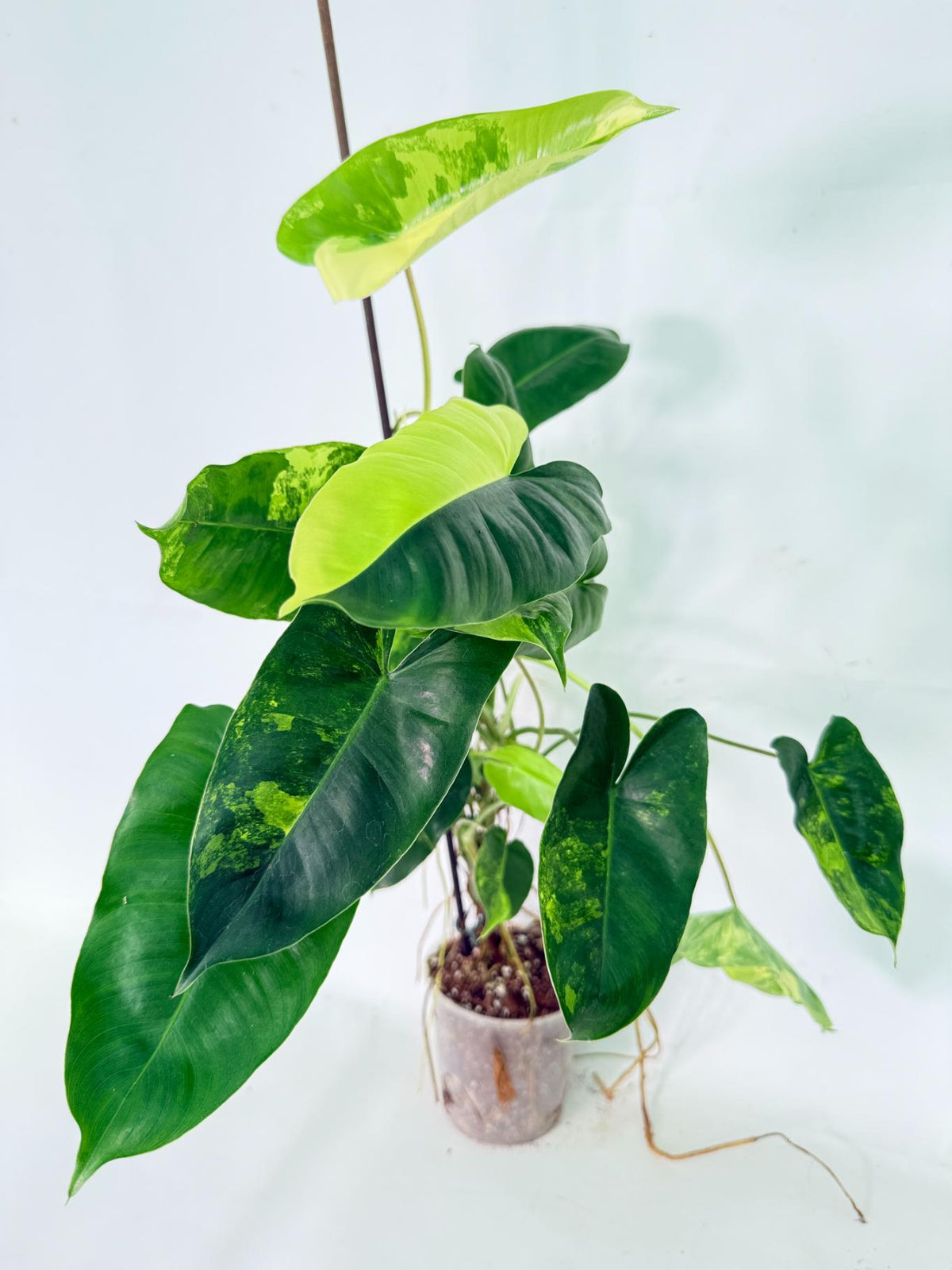 Philodendron Burle Marx Variegata 01
