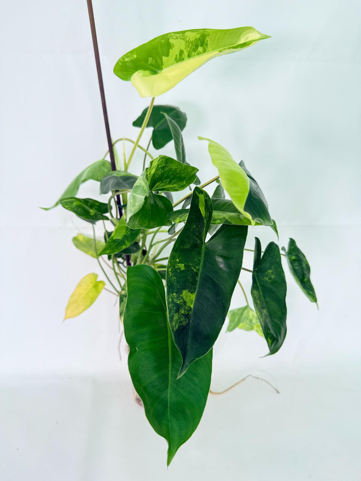 Philodendron Burle Marx Variegata 02