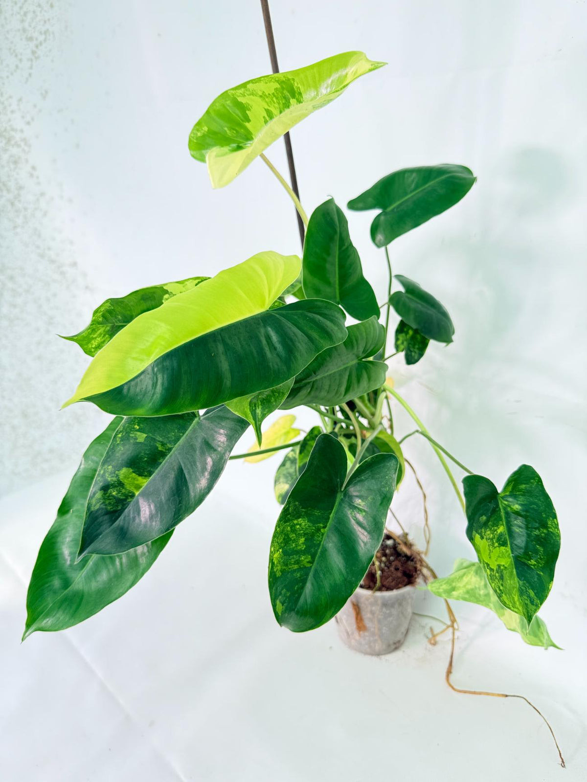Philodendron Burle Marx Variegata 03