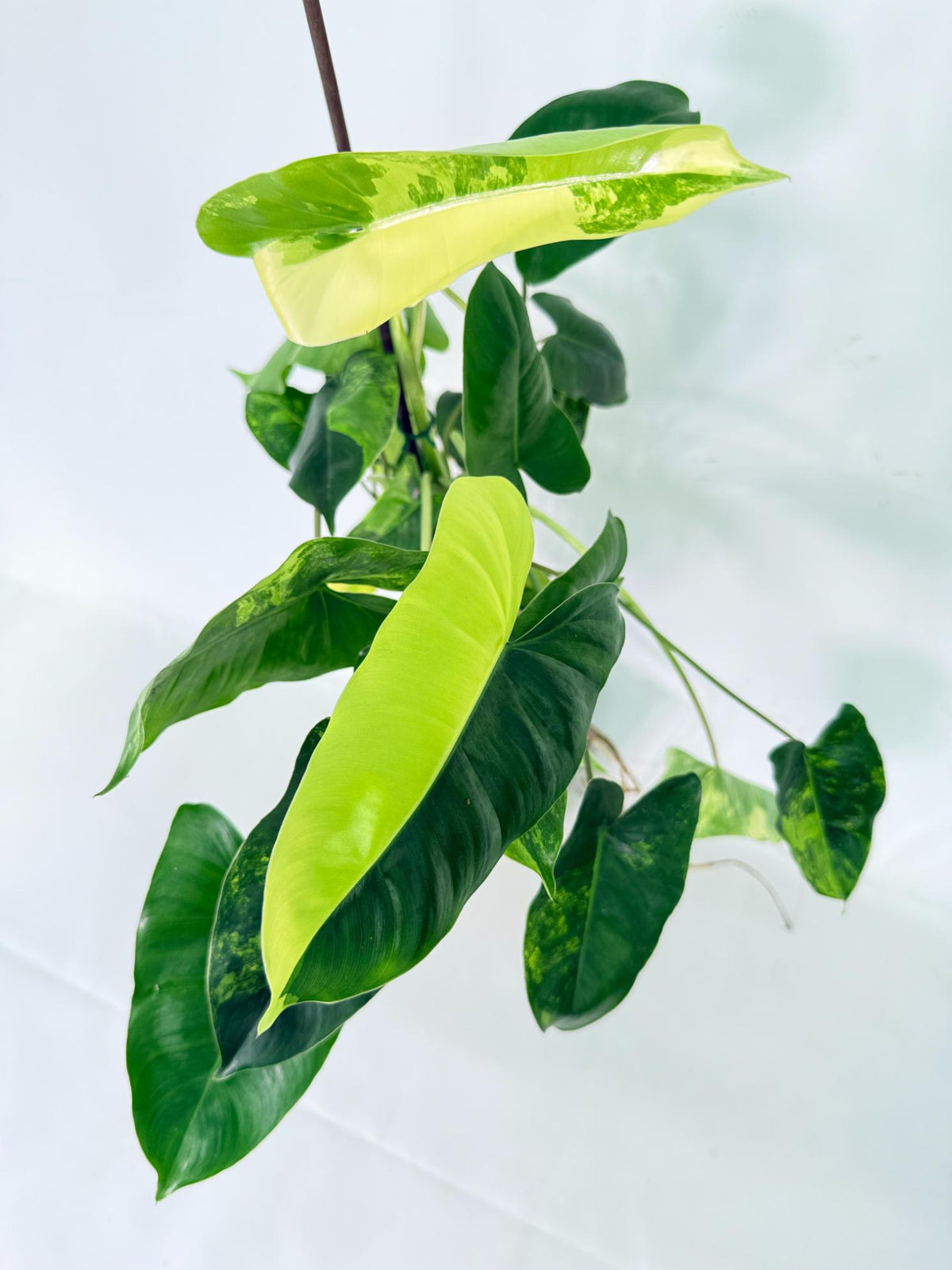 Philodendron Burle Marx Variegata 04
