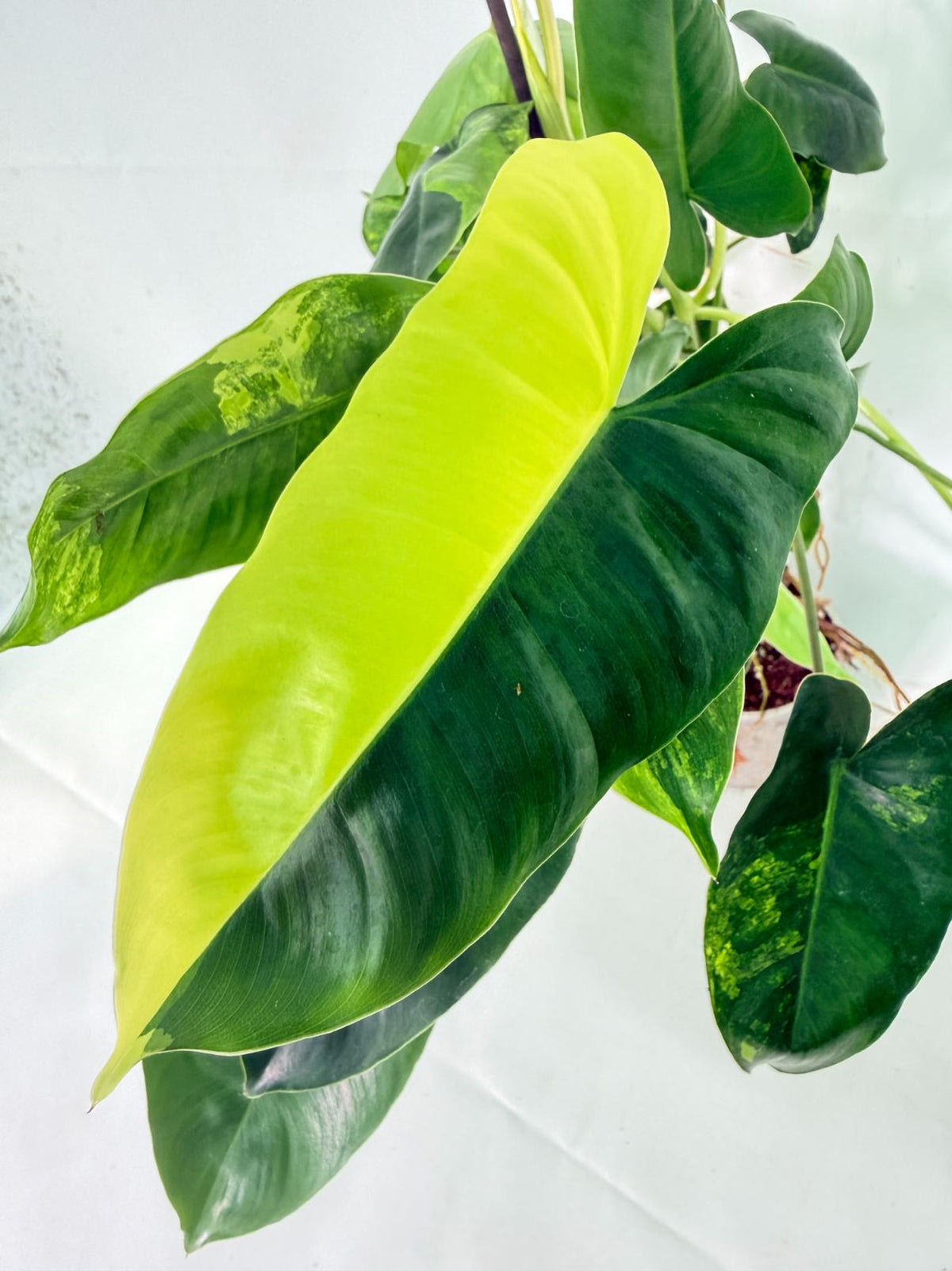 Philodendron Burle Marx Variegata 05