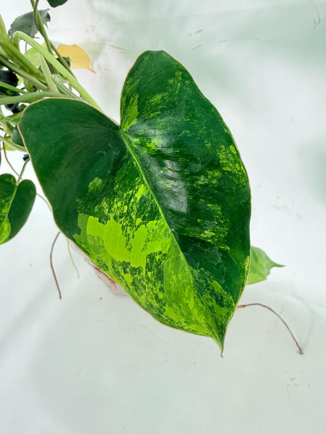 Philodendron Burle Marx Variegata 06