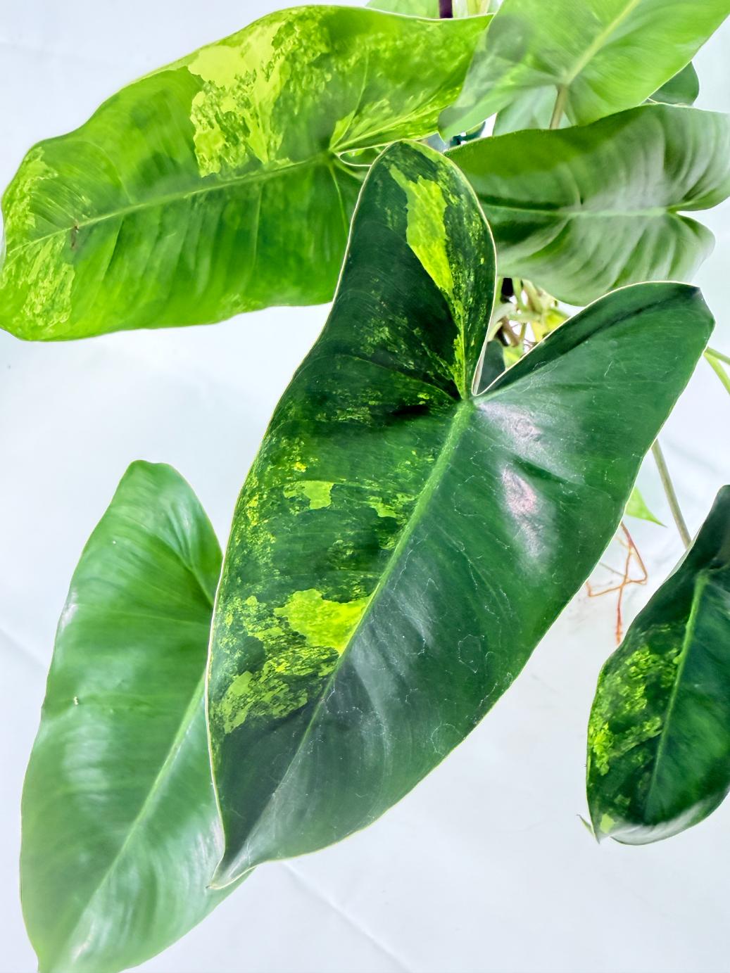 Philodendron Burle Marx Variegata 07