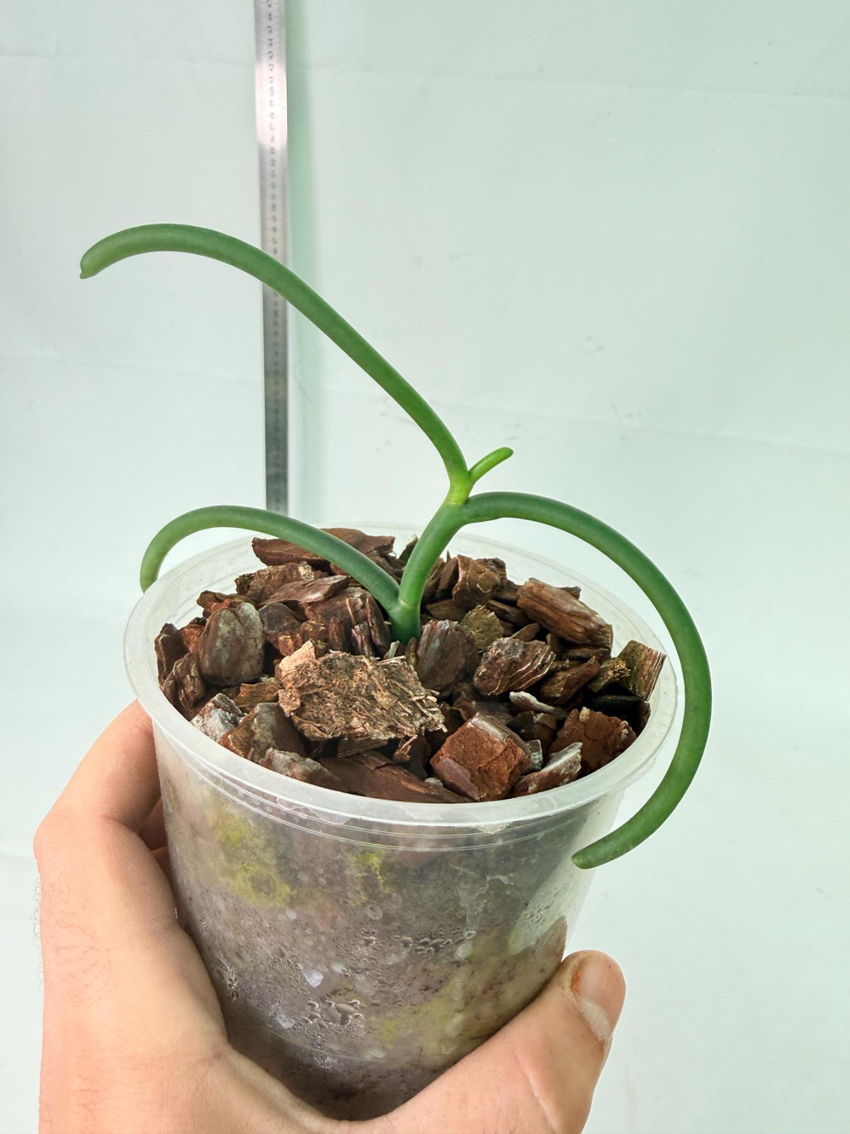 Papilionanthe Teres var. 'Olympic rings' 9