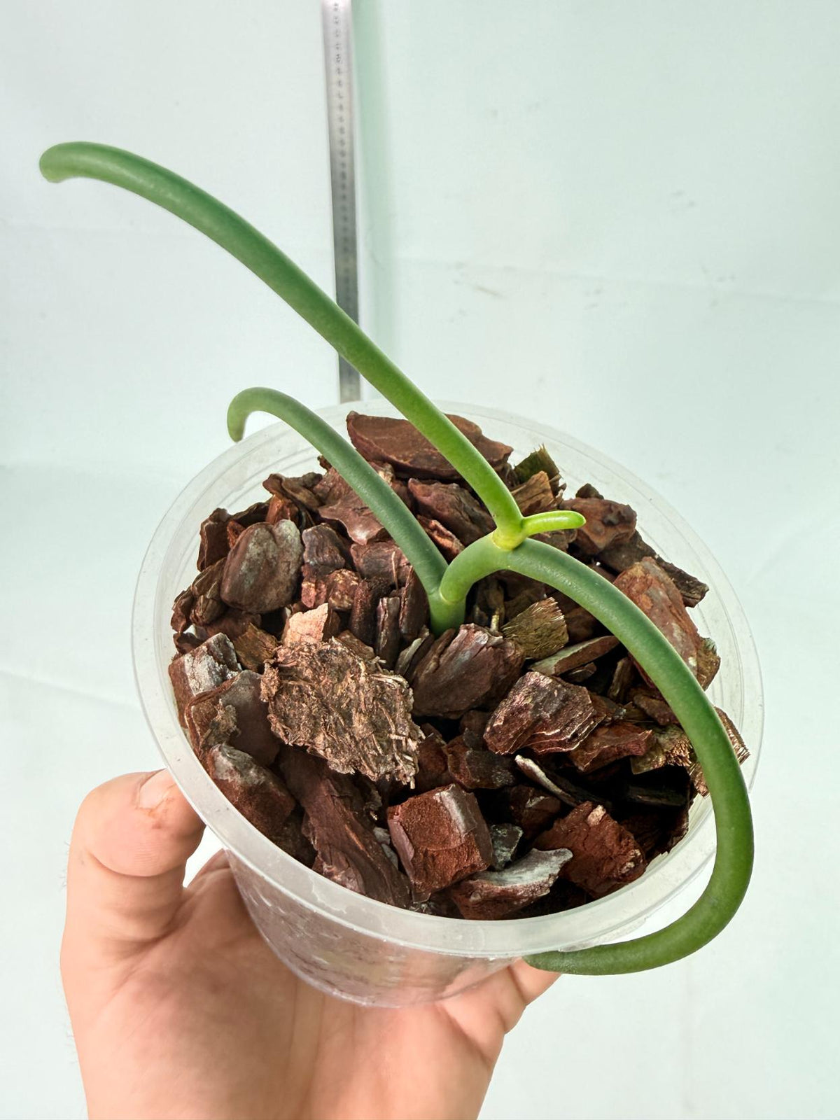 Papilionanthe Teres var. 'Olympic rings' 10