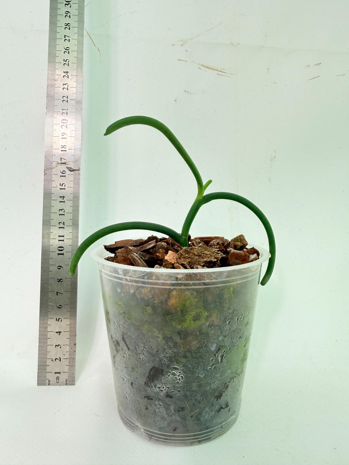Papilionanthe Teres var. 'Olympic rings' 3