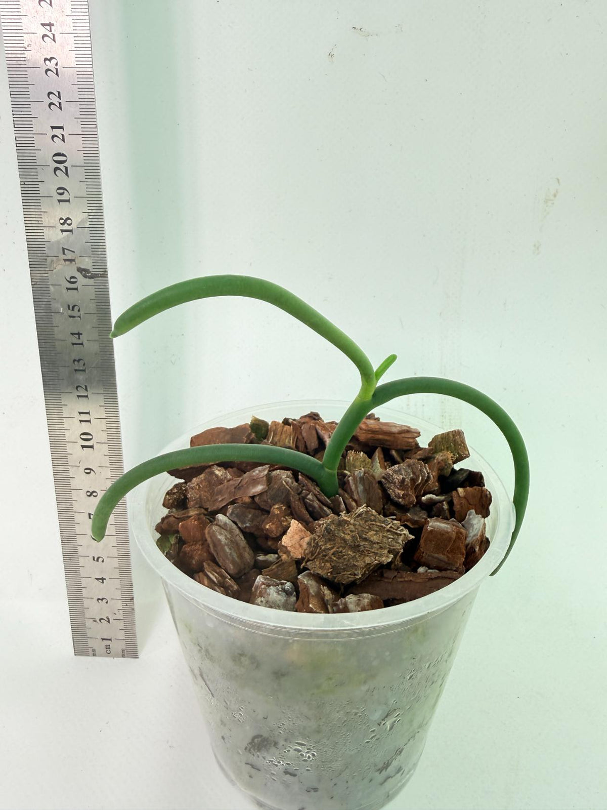 Papilionanthe Teres var. 'Olympic rings' 4