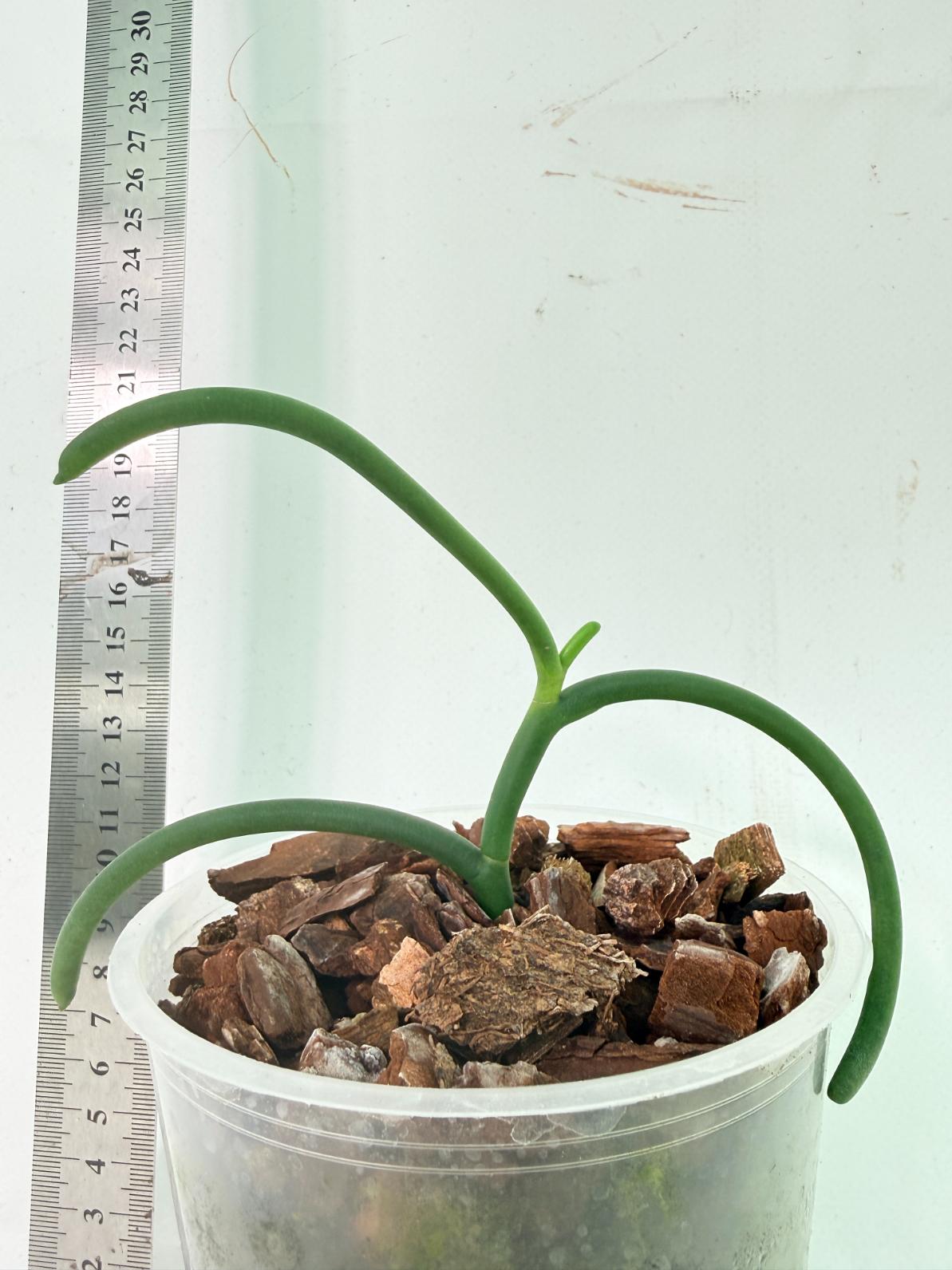 Papilionanthe Teres var. 'Olympic rings' 5