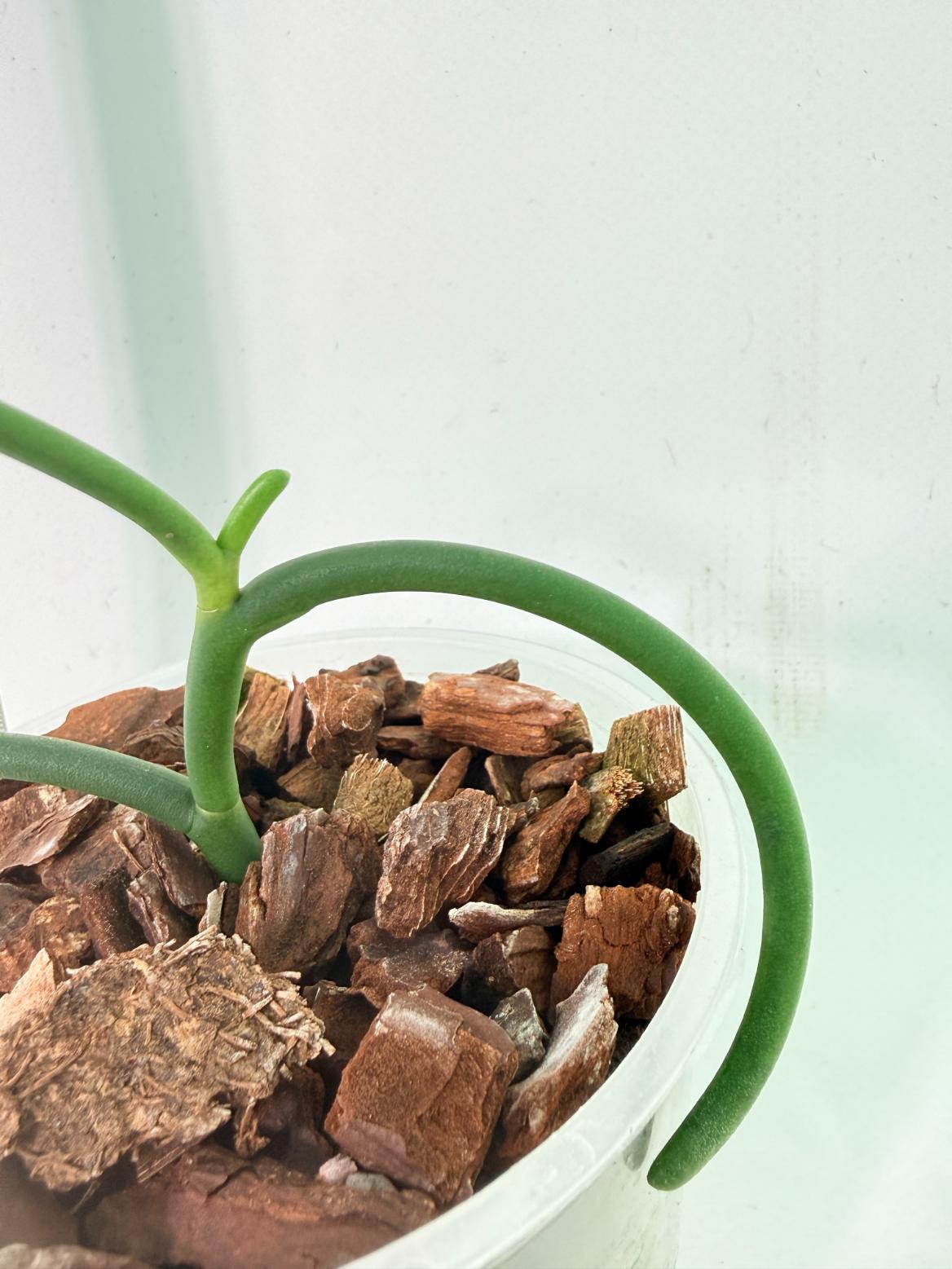 Papilionanthe Teres var. 'Olympic rings' 1