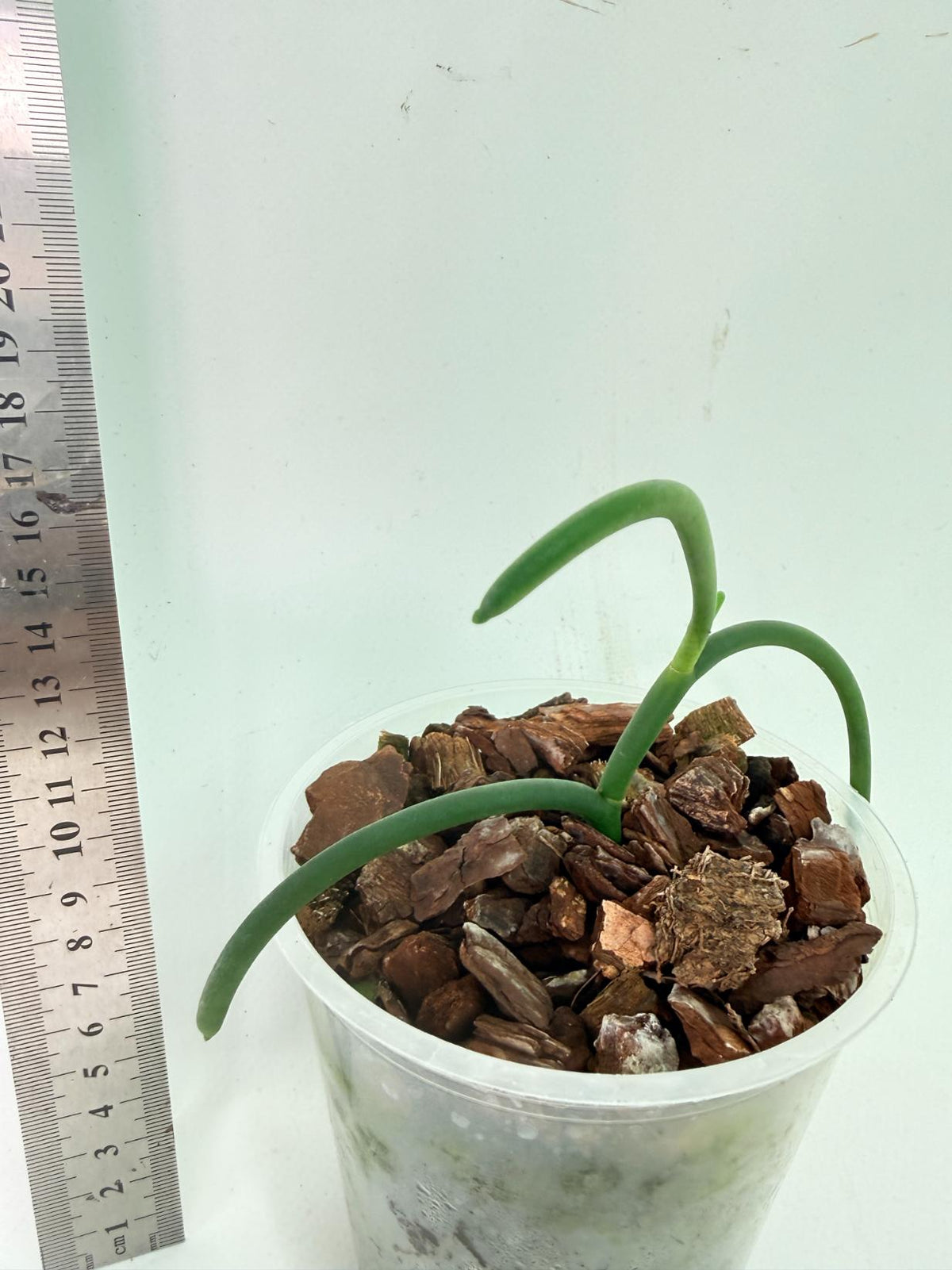 Papilionanthe Teres var. 'Olympic rings' 6