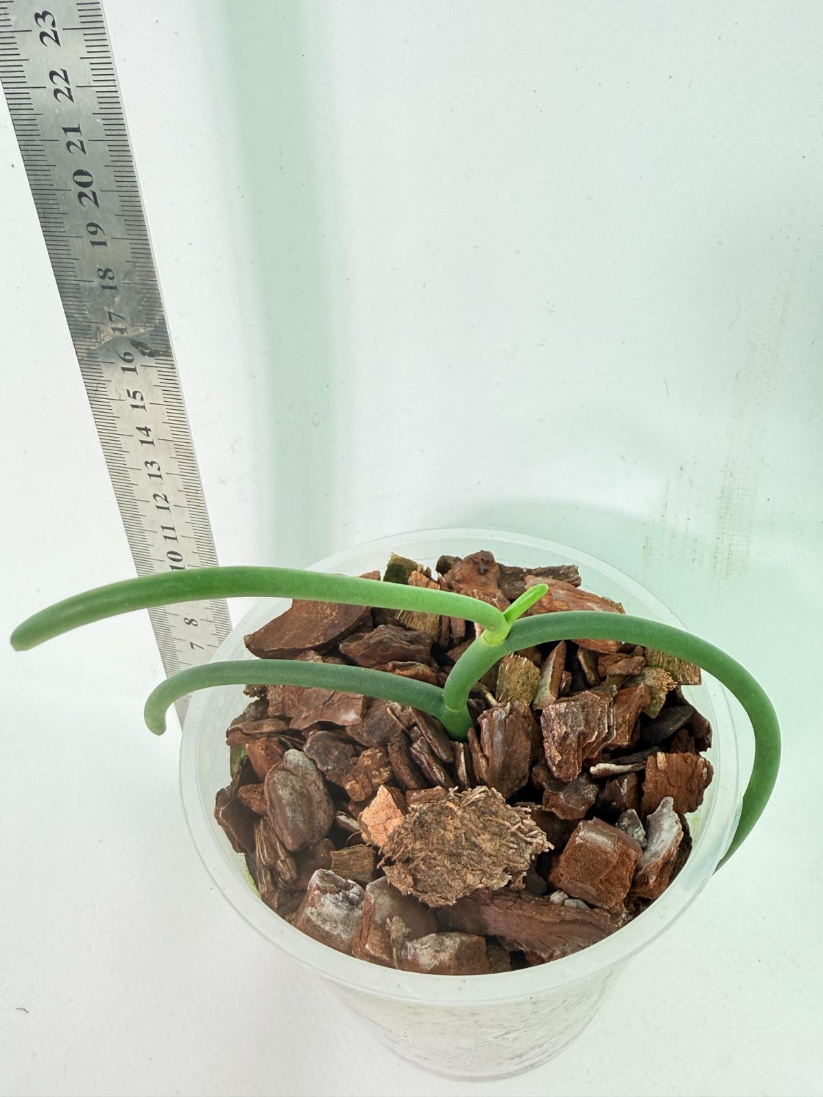 Papilionanthe Teres var. 'Olympic rings' 7