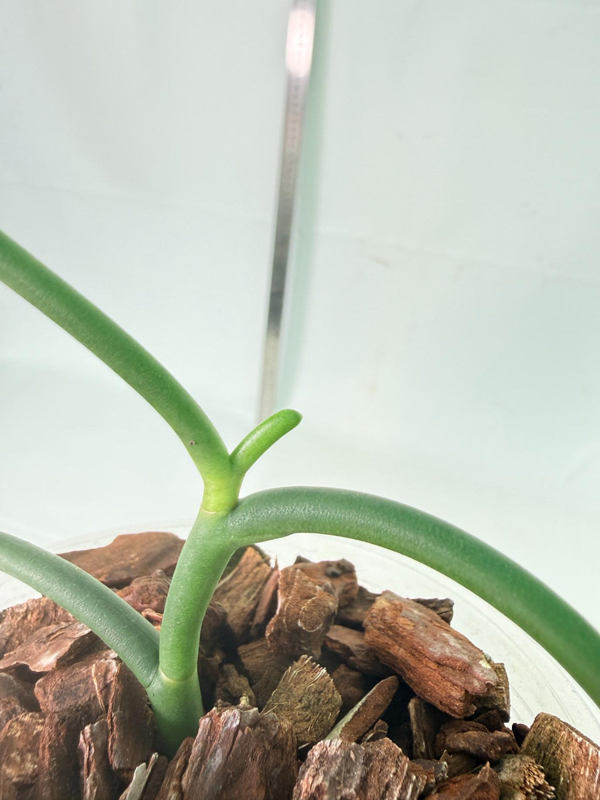 Papilionanthe Teres var. 'Olympic rings' 8