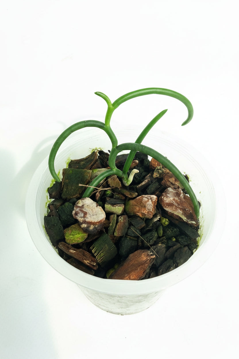 Papilionanthe Teres var. 'Olympic Rings' 01