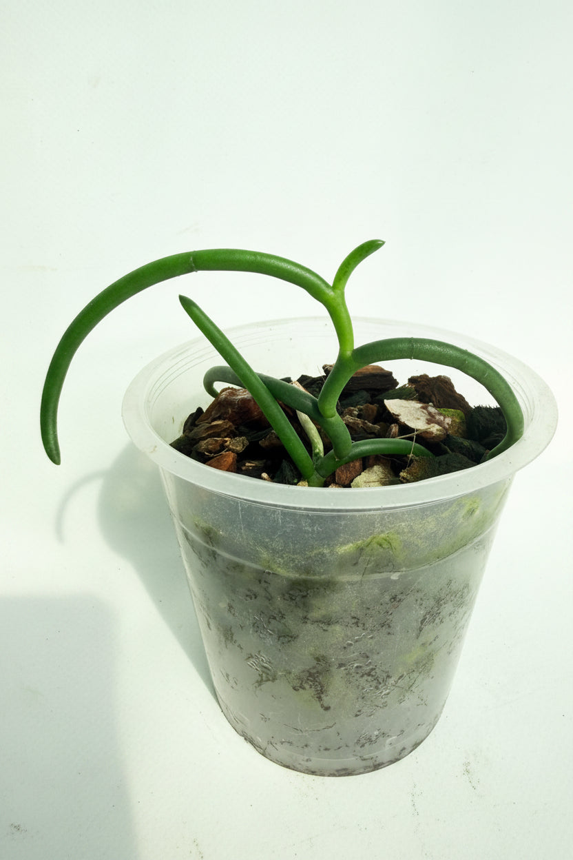 Papilionanthe Teres var. 'Olympic Rings' 04