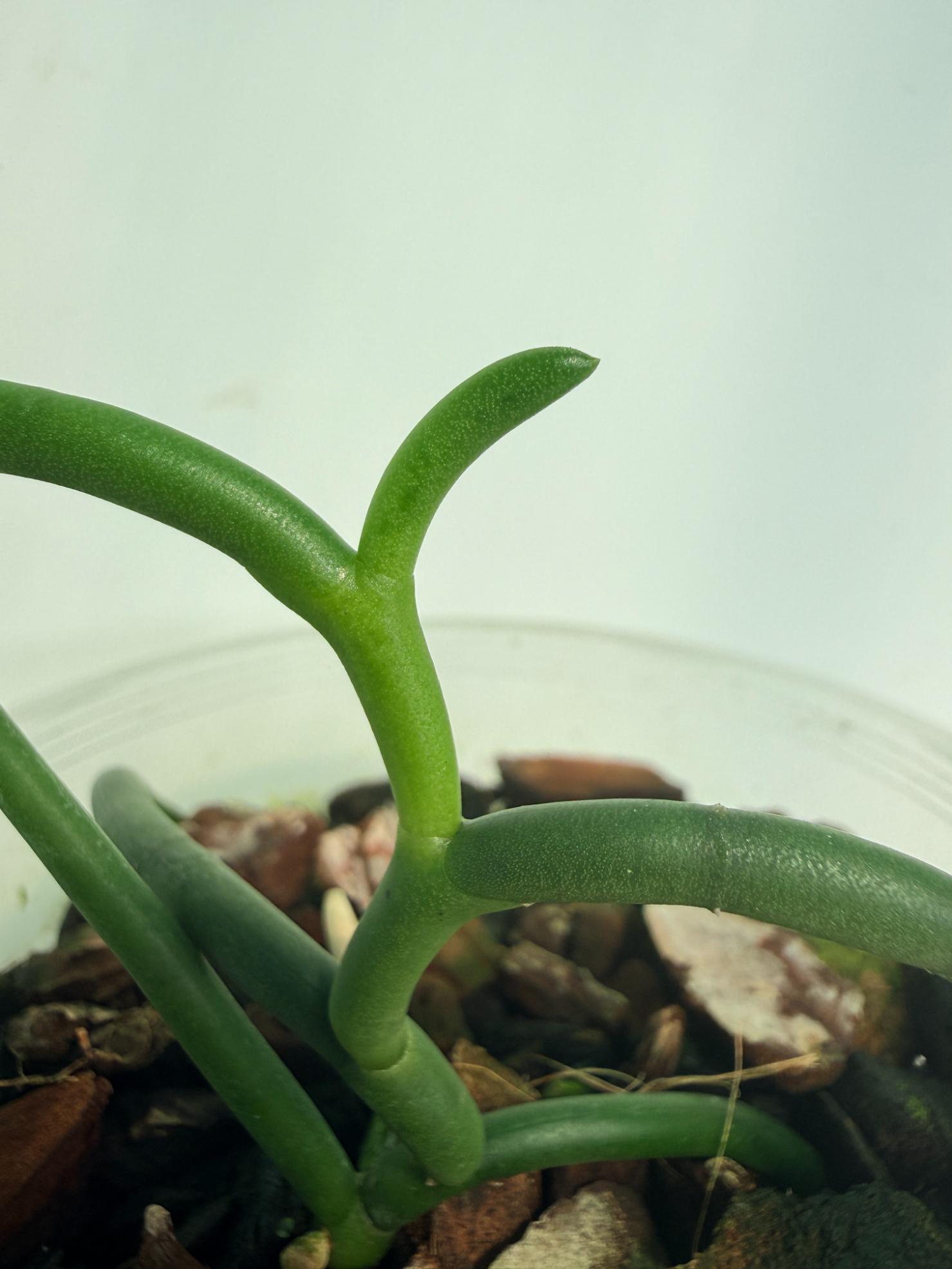 Papilionanthe Teres var. 'Olympic Rings' 05
