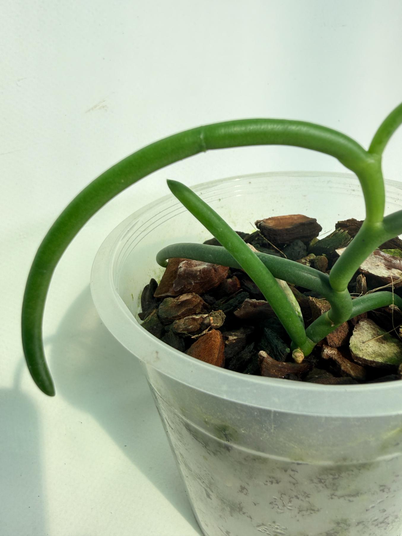 Papilionanthe Teres var. 'Olympic Rings' 06