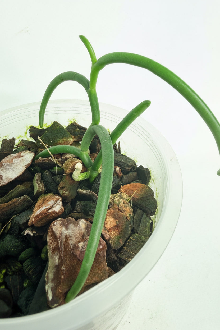 Papilionanthe Teres var. 'Olympic Rings' 07