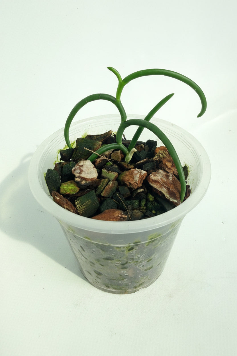 Papilionanthe Teres var. 'Olympic Rings' 08