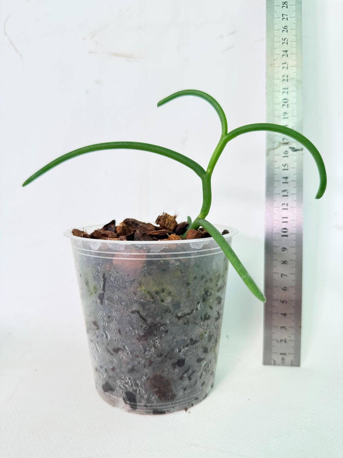 Papilionanthe Teres var. 'Olympic Rings' 09