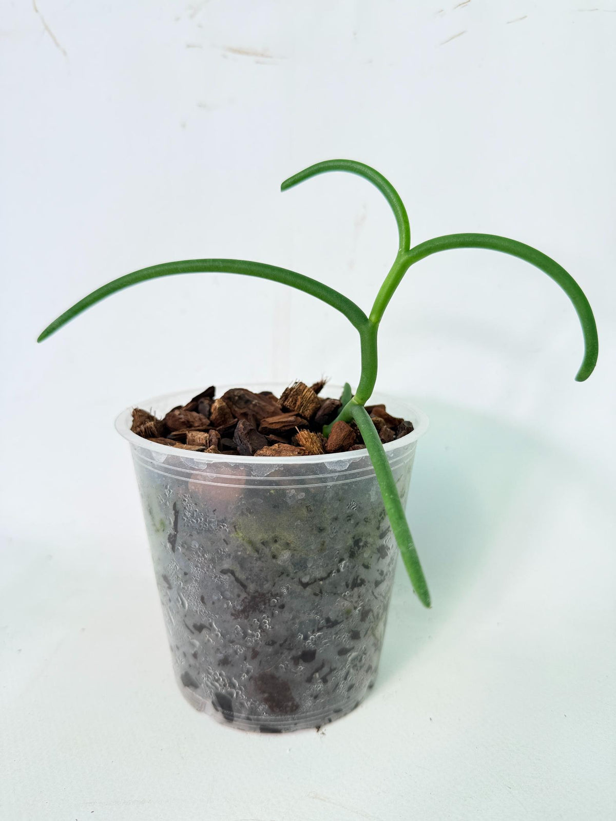 Papilionanthe Teres var. 'Olympic Rings' 02