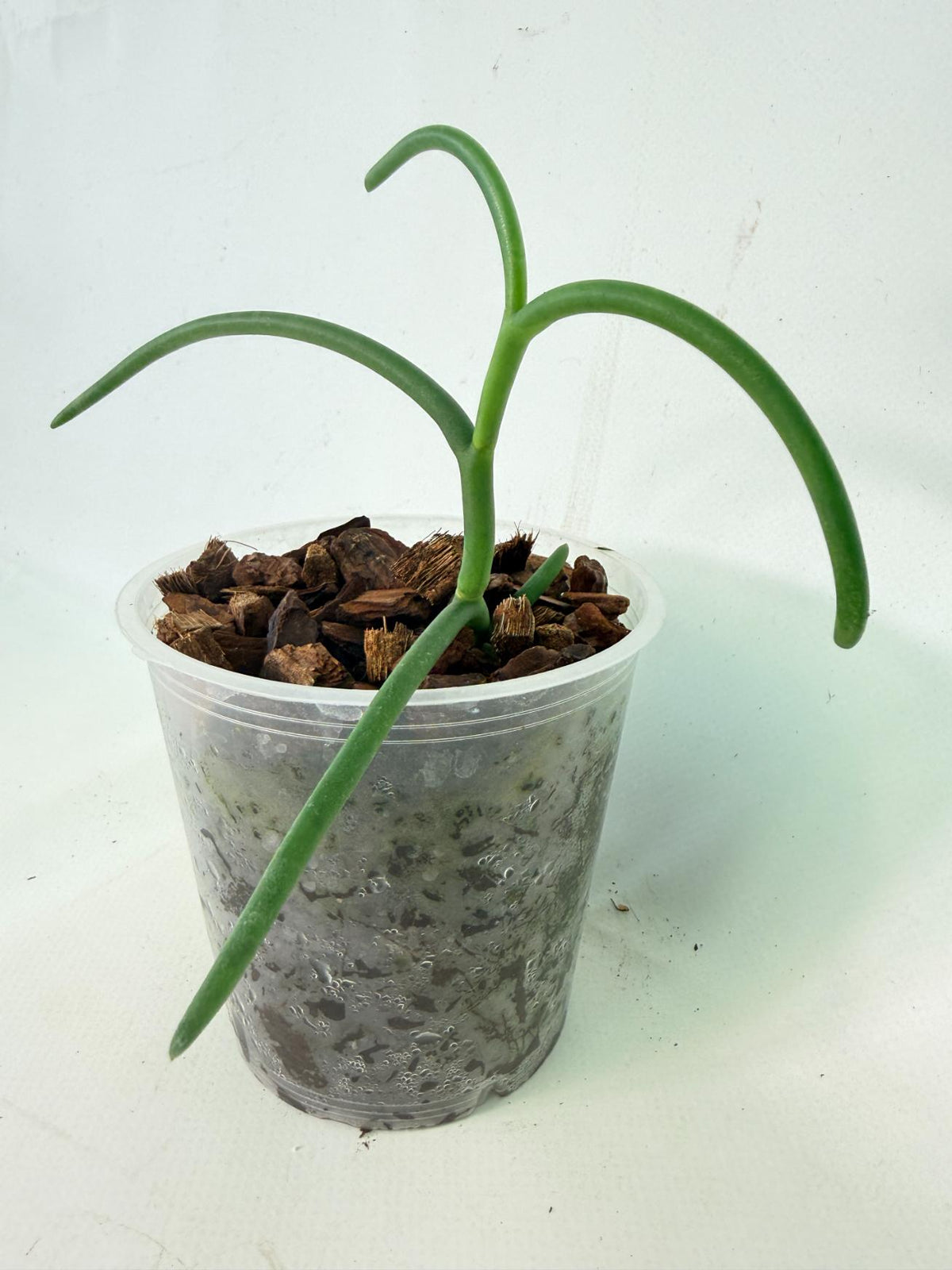Papilionanthe Teres var. 'Olympic Rings' 03